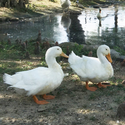 mineo 紹介アンバサダー「棚からパケ餅おば」